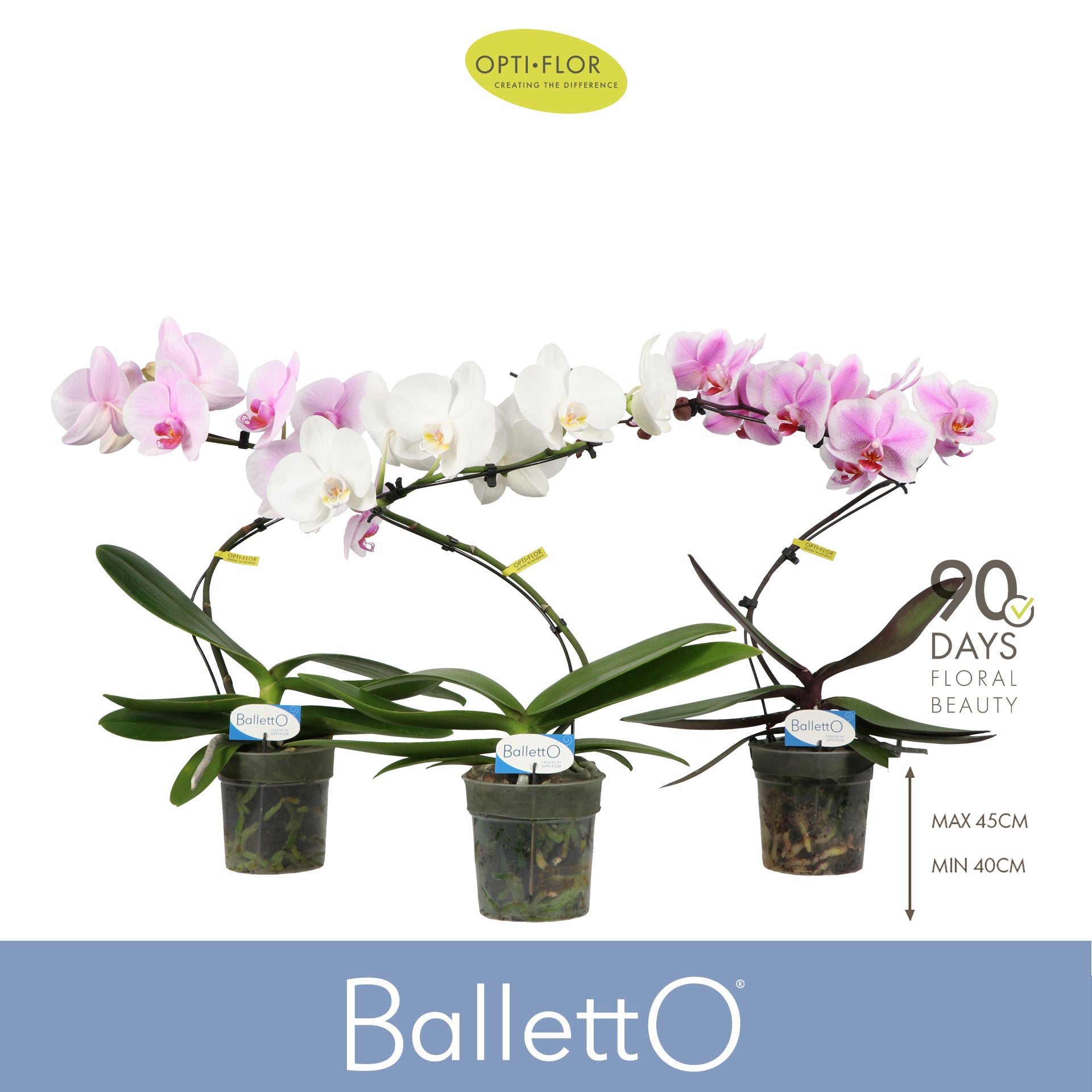 Phalaenopsis mix Balletto 45cm 12cm Pot