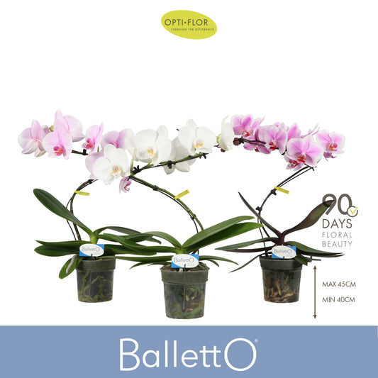 Phalaenopsis mix Balletto 45cm 12cm Pot