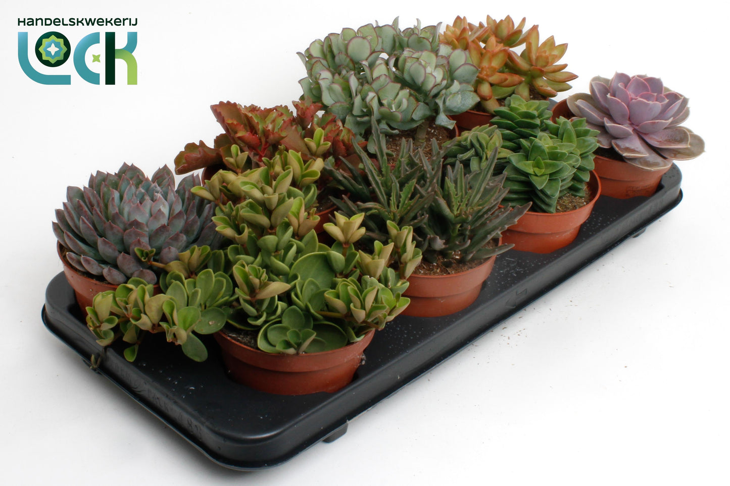 Succulent mix 15cm 12cm Pot