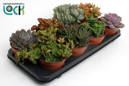 Succulent mix 15cm 12cm Pot