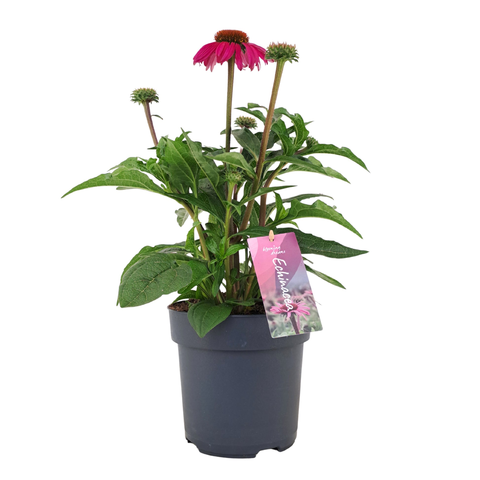 Echinacea Mooodz Courage 45cm 17cm Pot