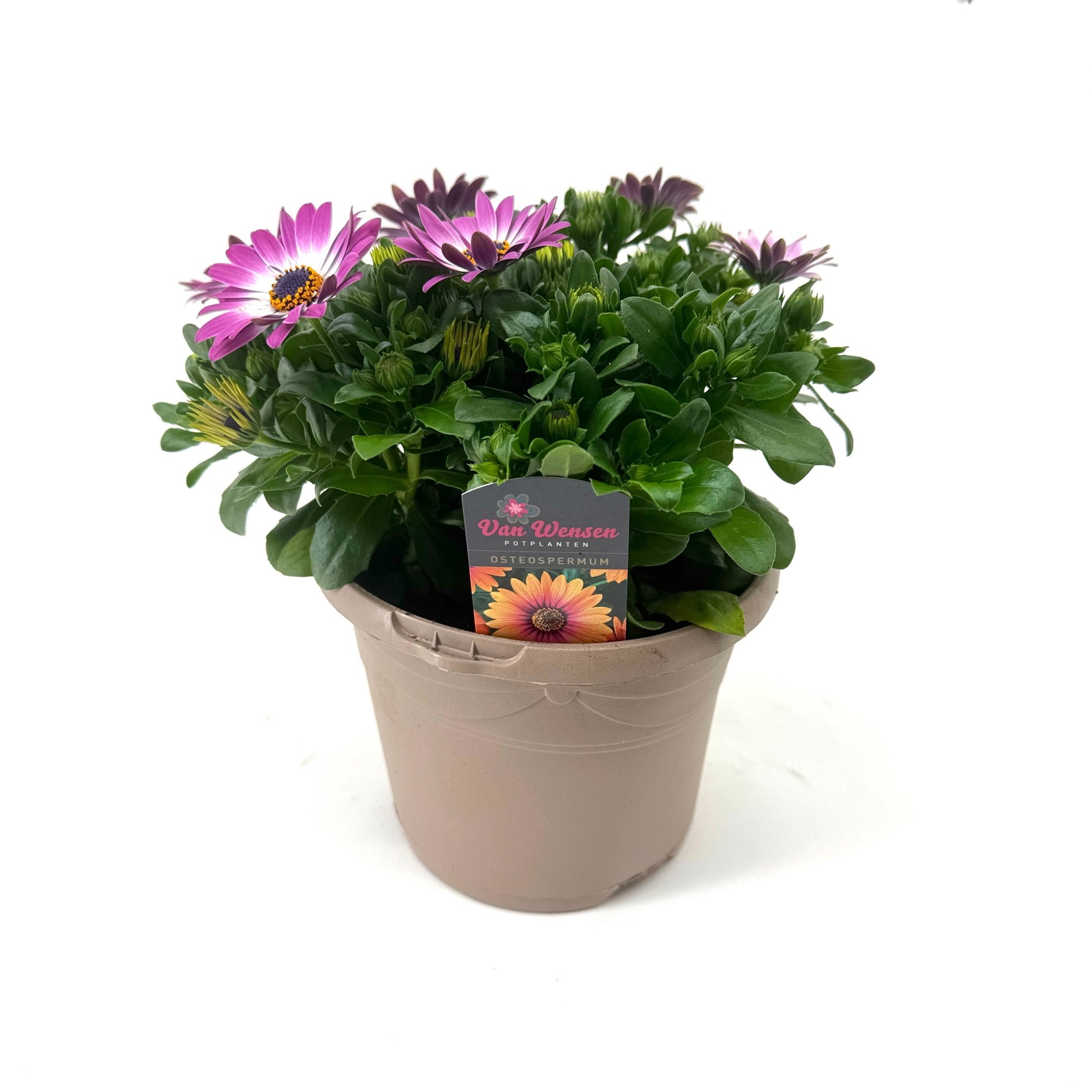 Osteospermum Flowerpower Light Pink 27cm 17cm Pot