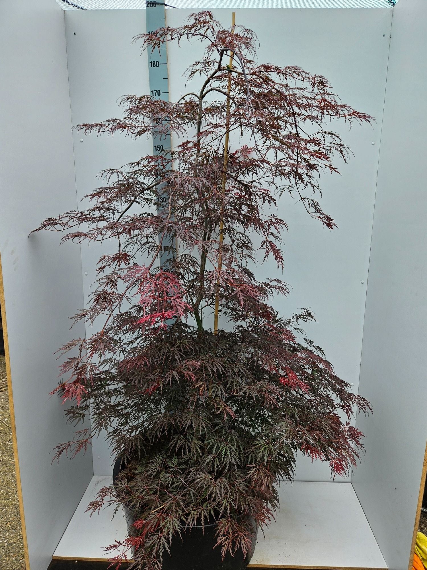 Acer palm. Inaba-shidare 180cm 59cm Pot