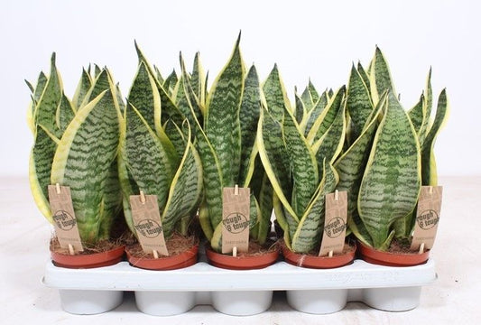 Sansevieria Futura Superba 40cm 12cm Pot