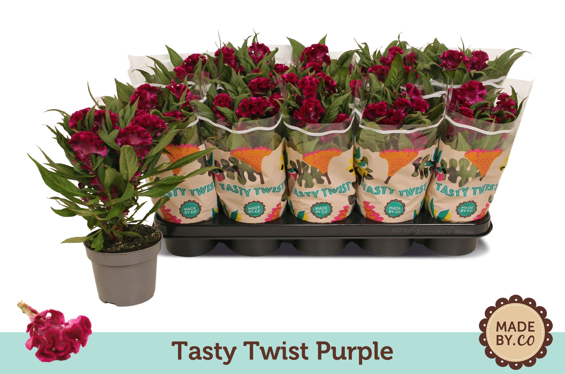 Celosia Twisted Purple 30cm 12cm Pot