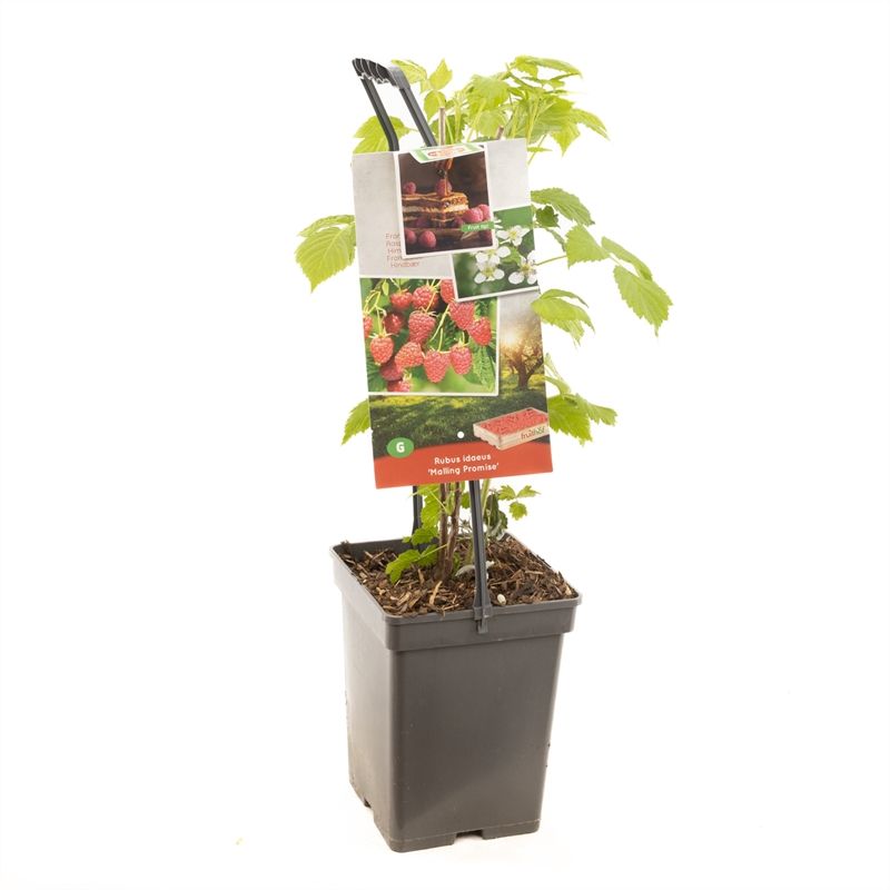 Rubus id. Malling Promise 65cm 18cm Pot