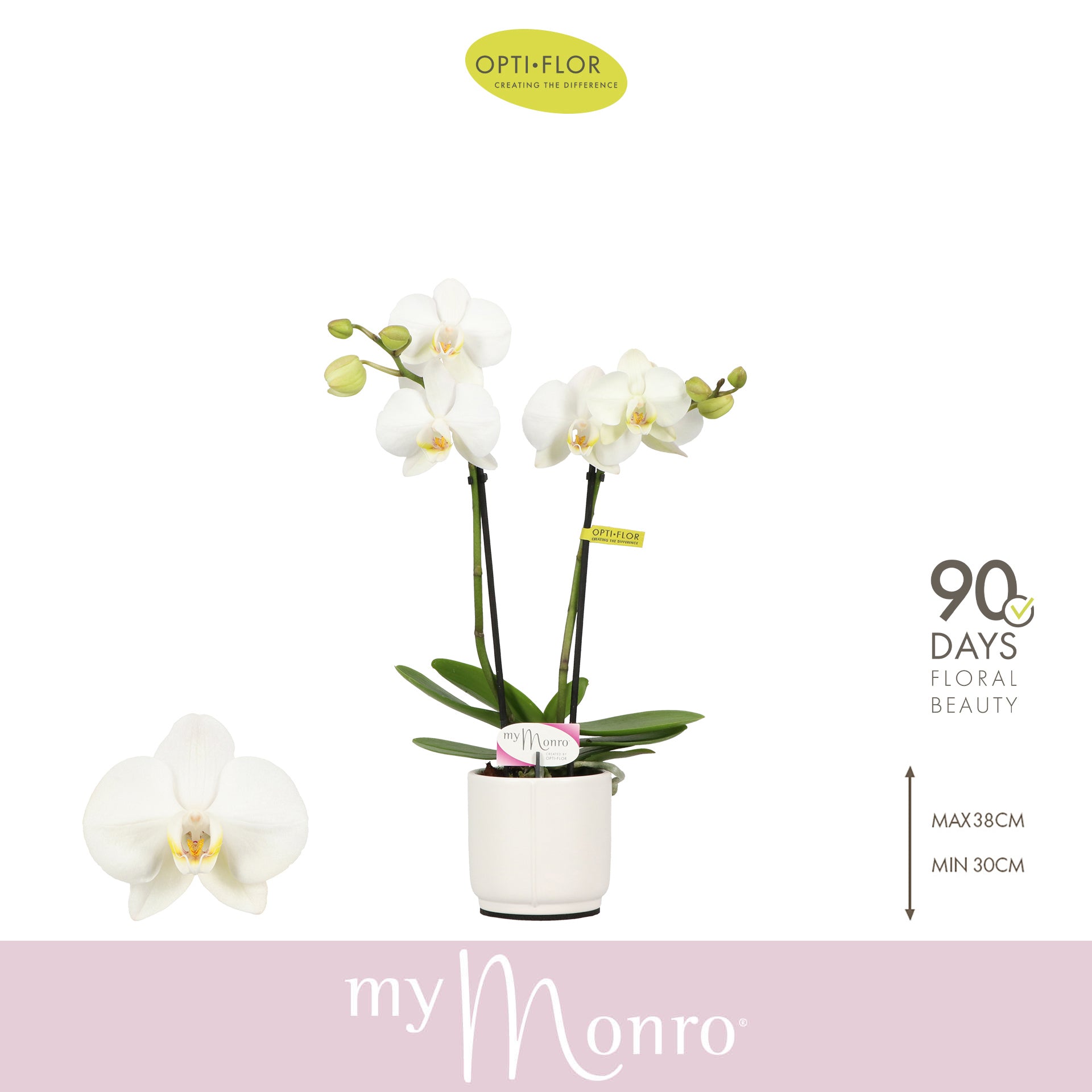 Phalaenopsis white 25cm 7cm Pot