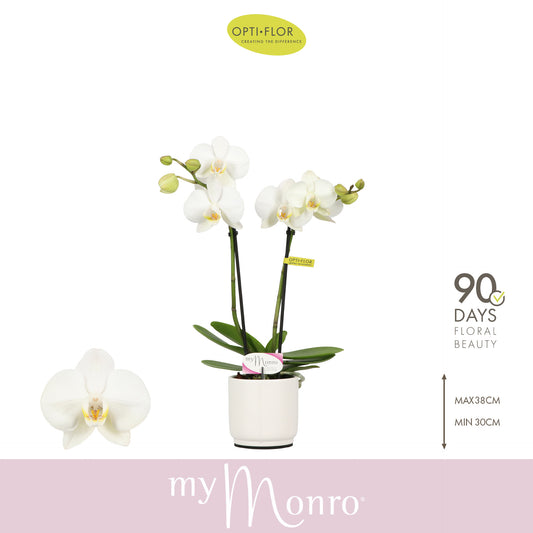 Phalaenopsis white 25cm 7cm Pot