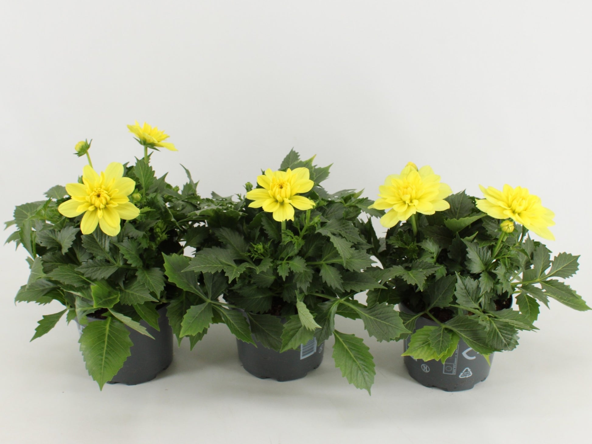 Dahlia Dalina Maxi Yellow 45cm 17cm Pot