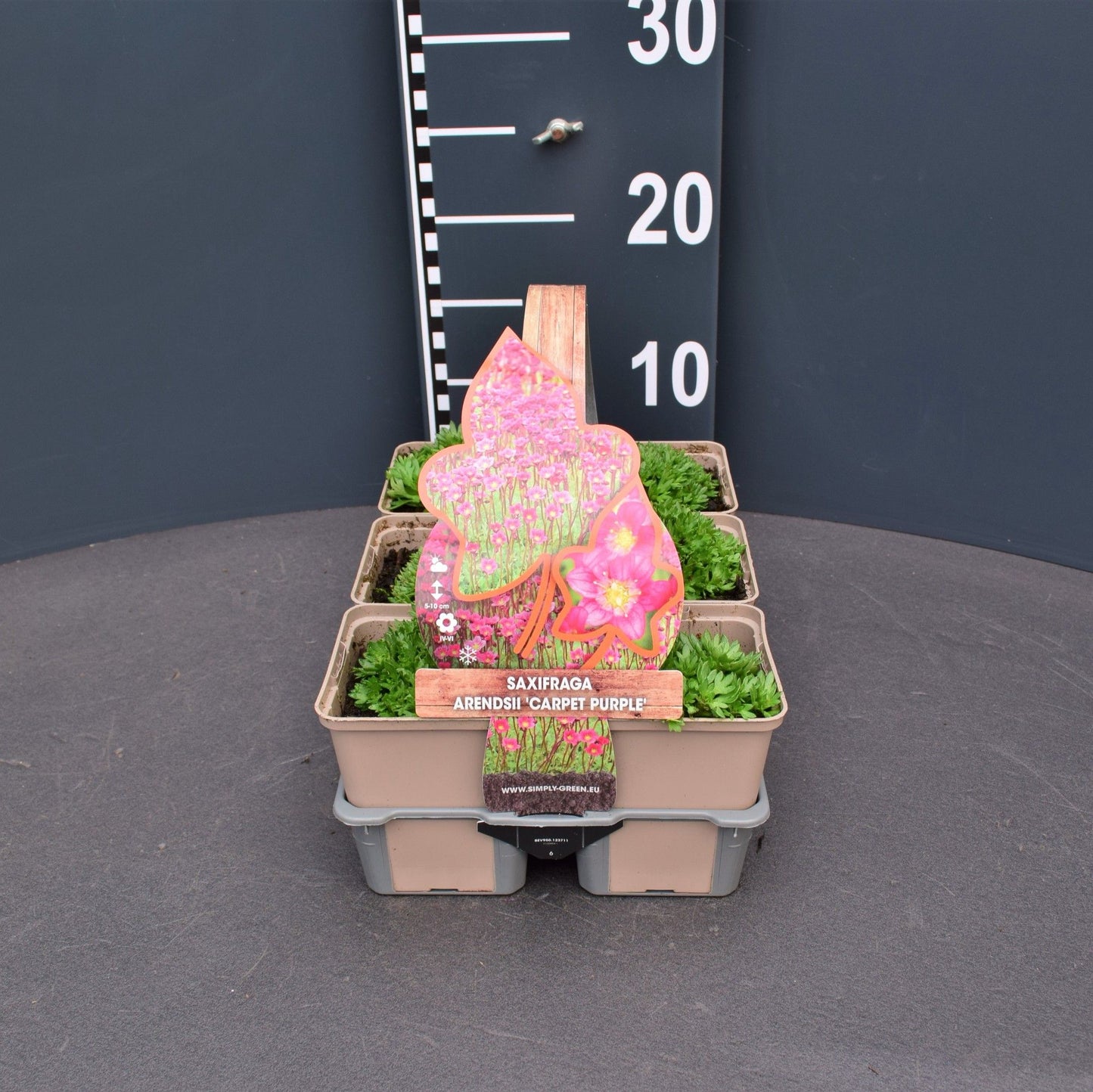 Saxifraga mix 5cm 9cm Pot
