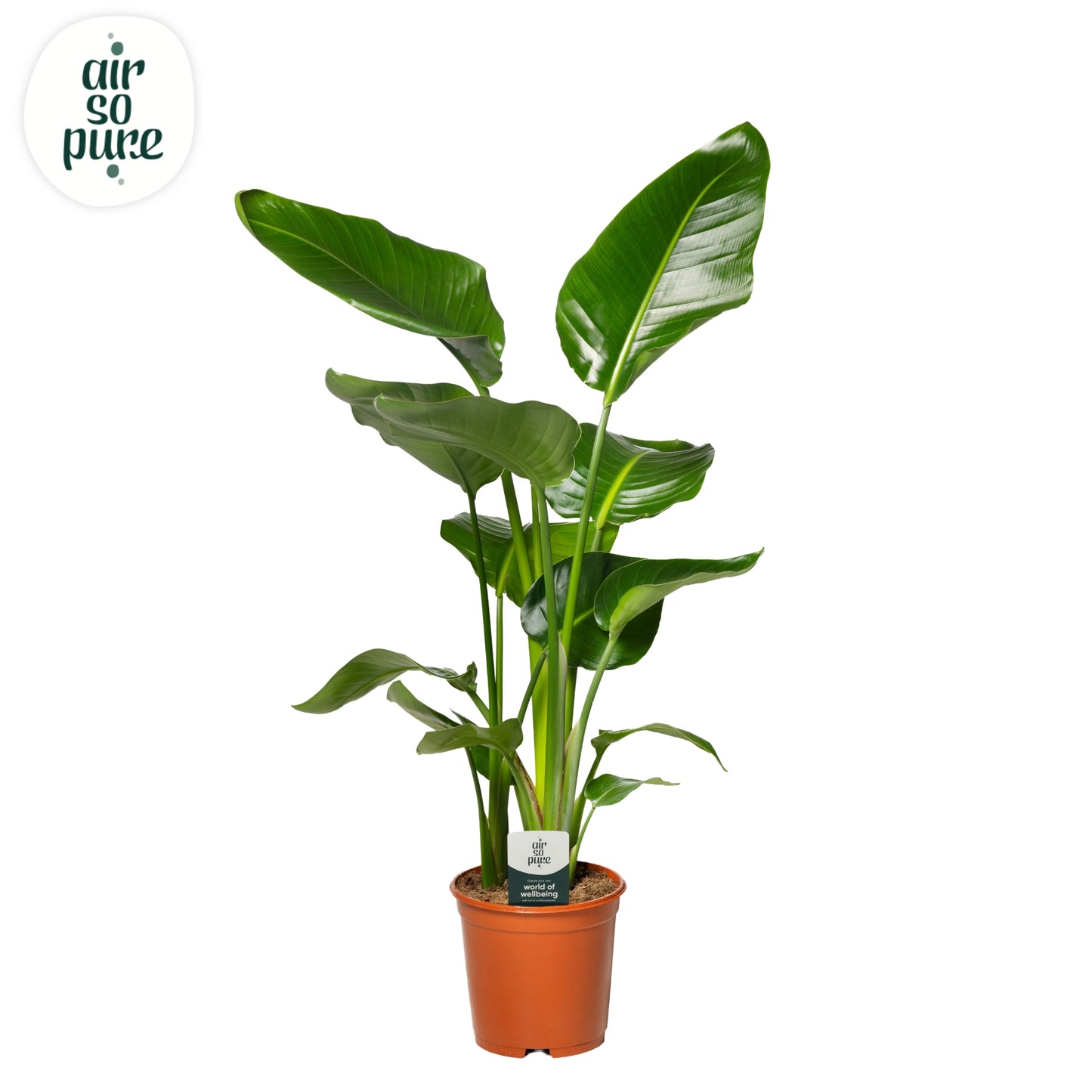 Strelitzia nicolai 80cm 21cm Pot