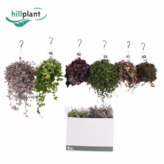 Tradescantia mix 50cm 17cm Pot
