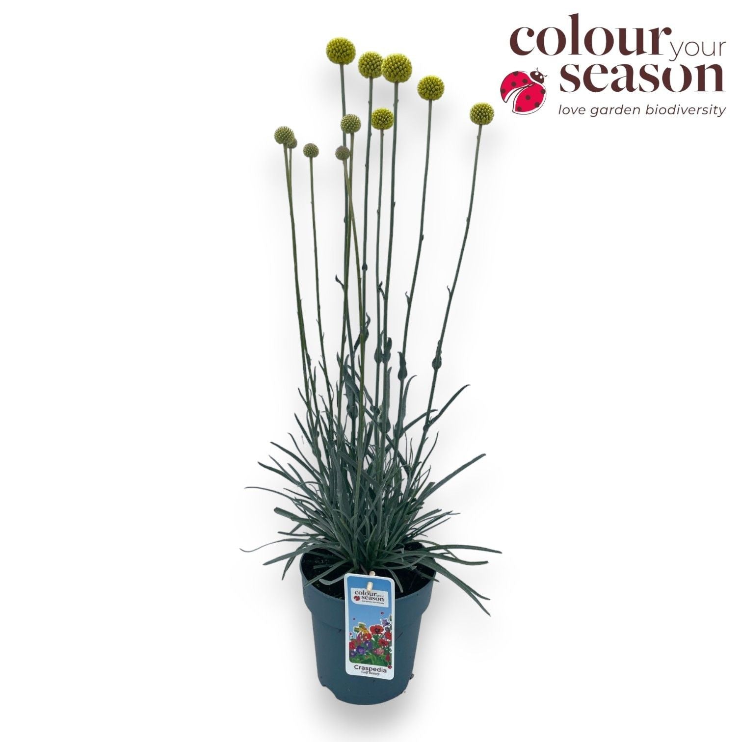 Craspedia globosa Golf Beauty 60cm 15cm Pot