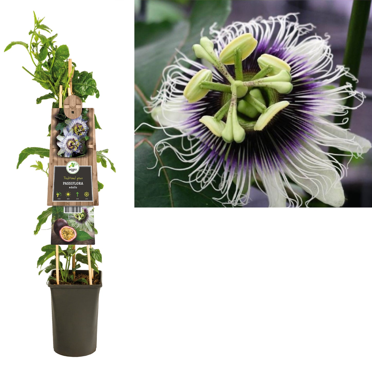 Passiflora edulis 75cm 17cm Pot