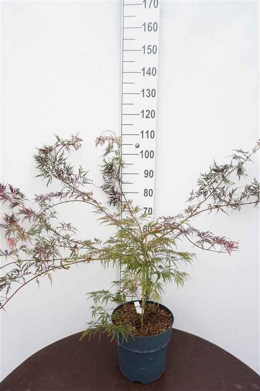 Acer palm. Garnet 85cm 29cm Pot