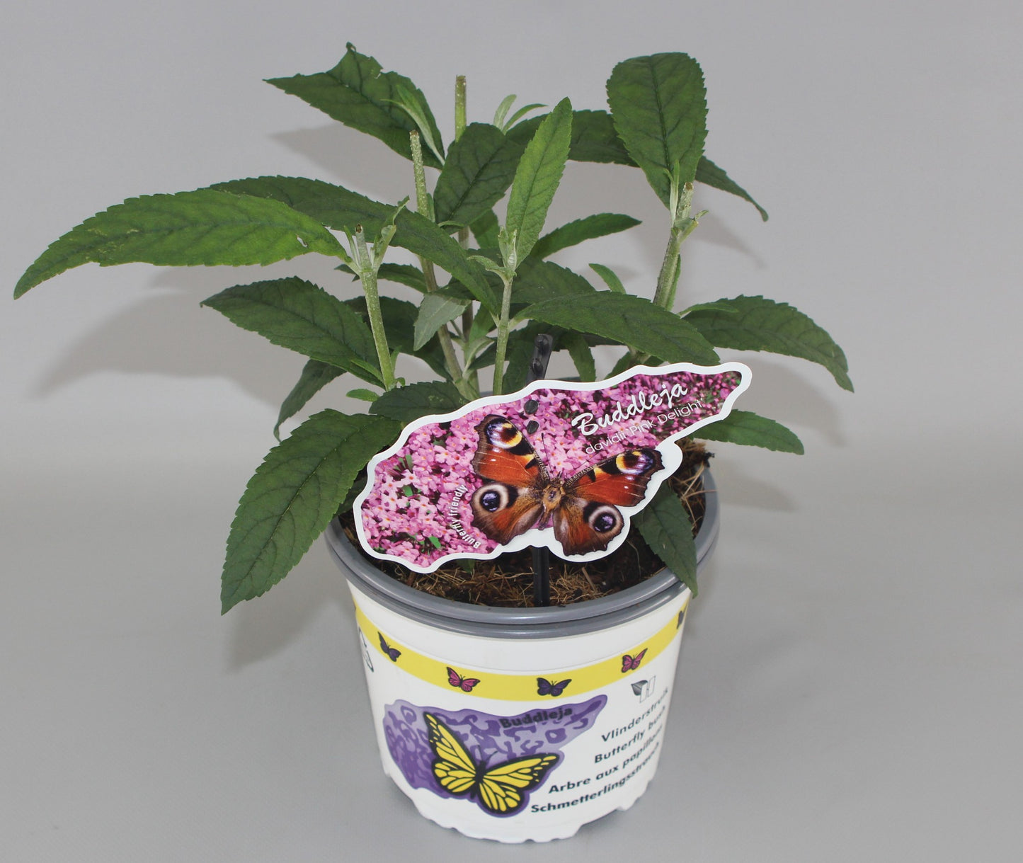 Buddleja davidii Pink Delight 609cm 17cm Pot