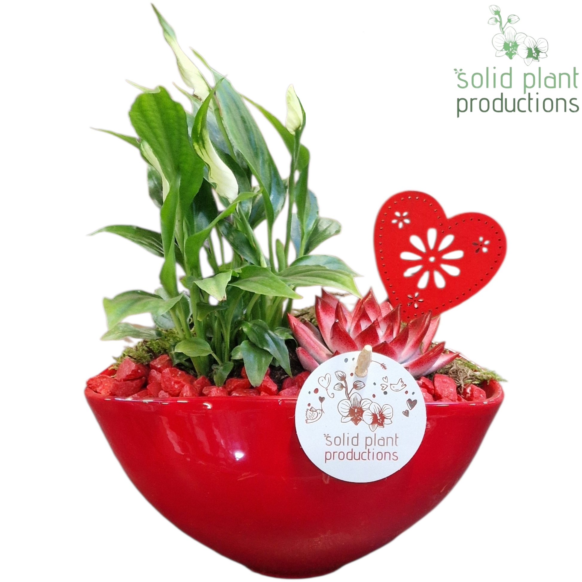arr. Kamerplanten SE006RED 32cm 19cm Pot