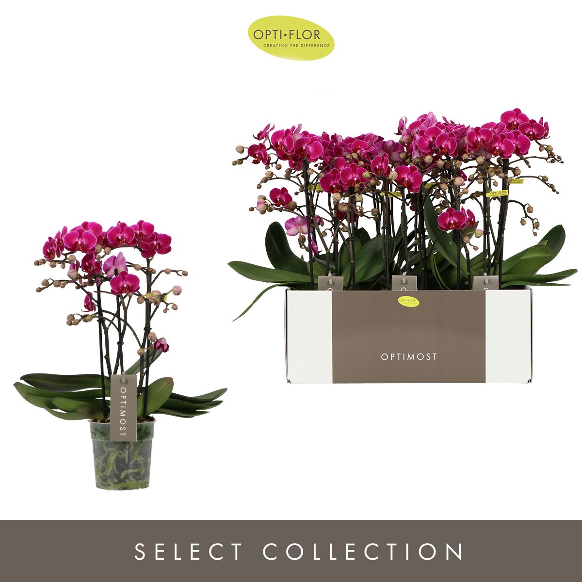 Phalaenopsis mf Morelia 45cm 12cm Pot
