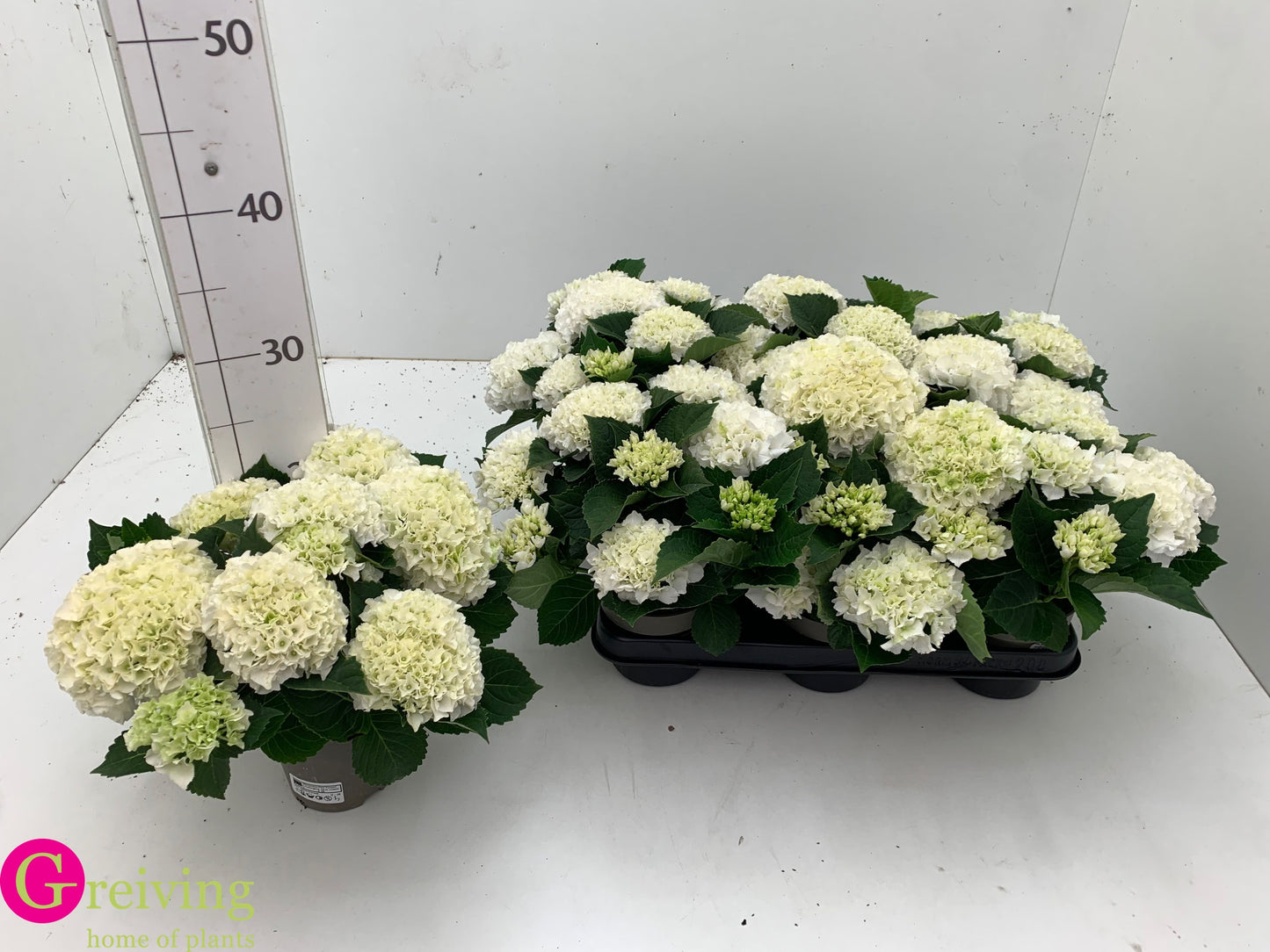 Hydrangea macrophylla Wudu 27cm 510cm Pot
