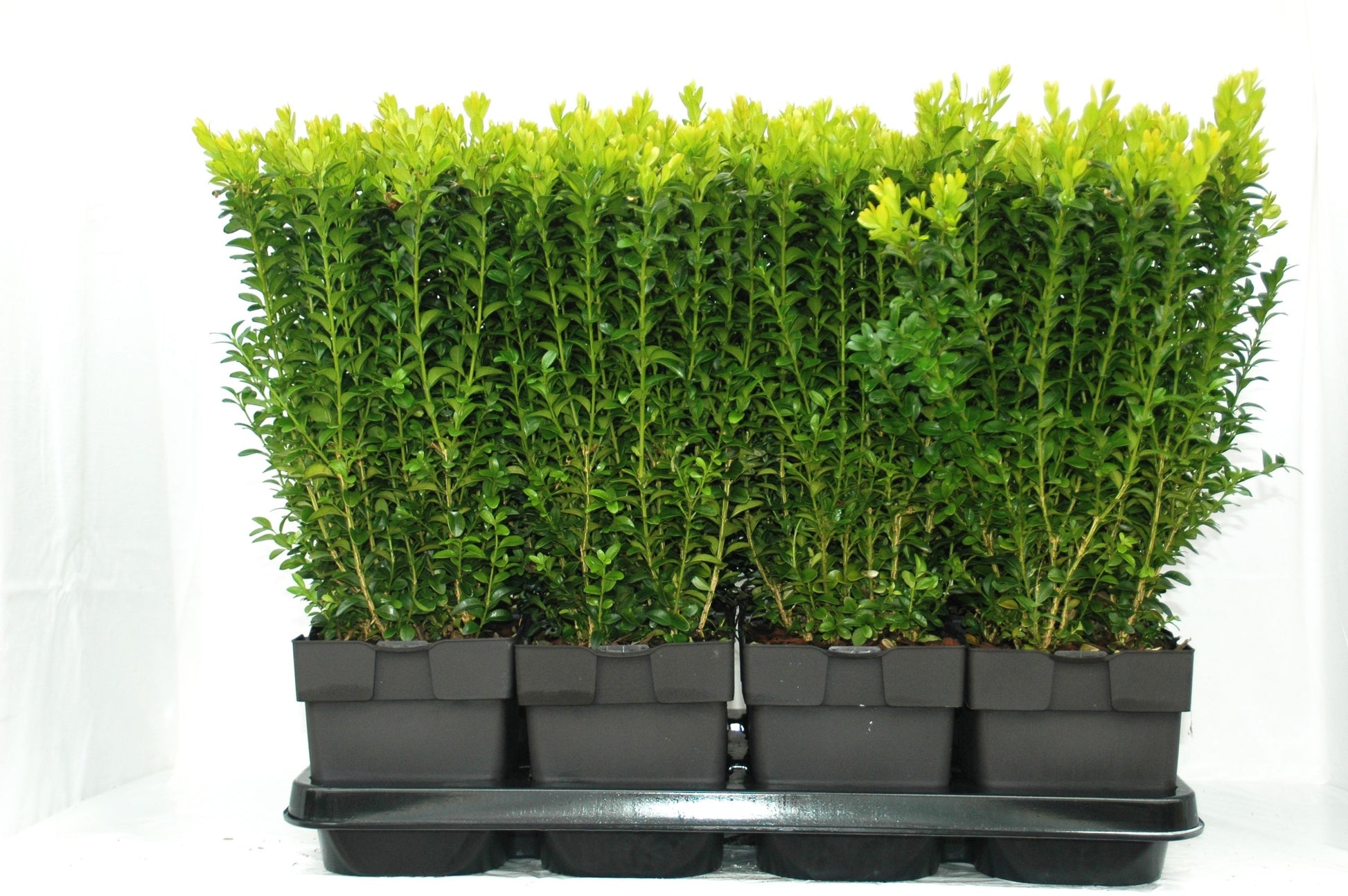 Buxus sempervirens bush 40cm 17cm Pot