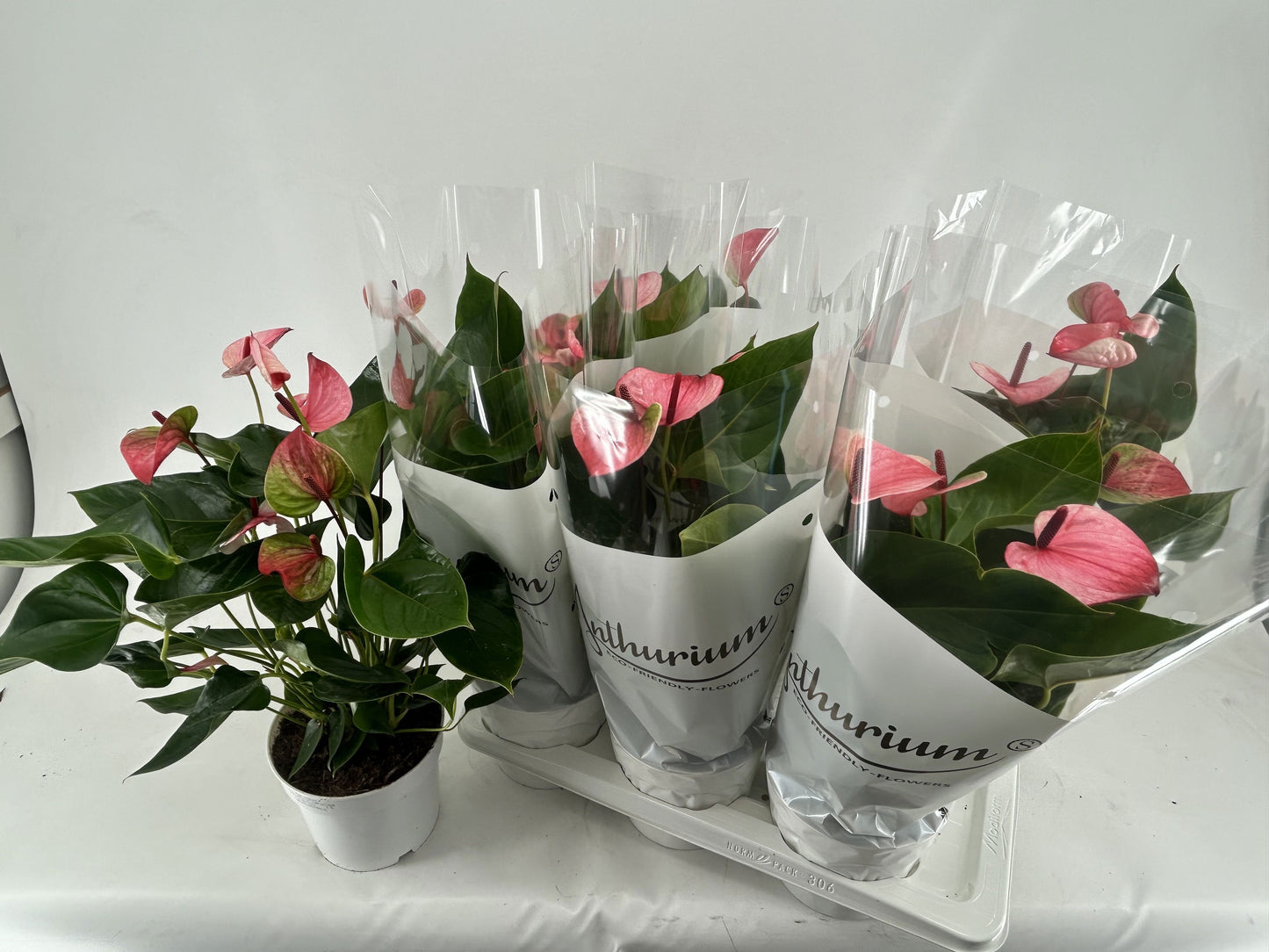 Anthurium Mystique 50cm 17cm Pot