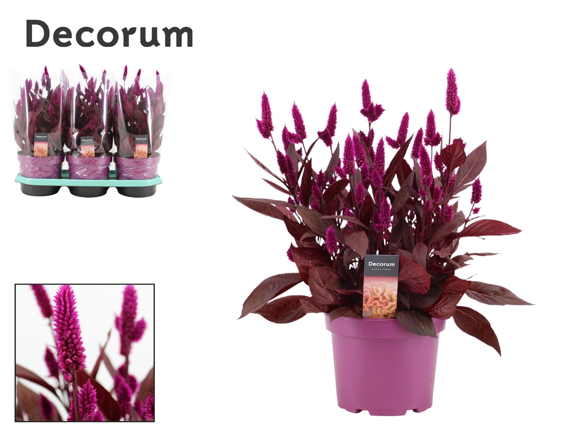 Celosia Mystic Shades 45cm 19cm Pot