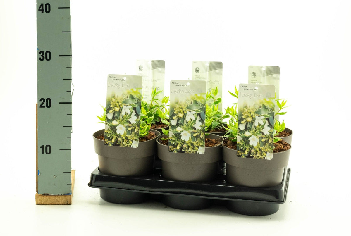 Abelia gran. Lucky Lots 30cm 15cm Pot