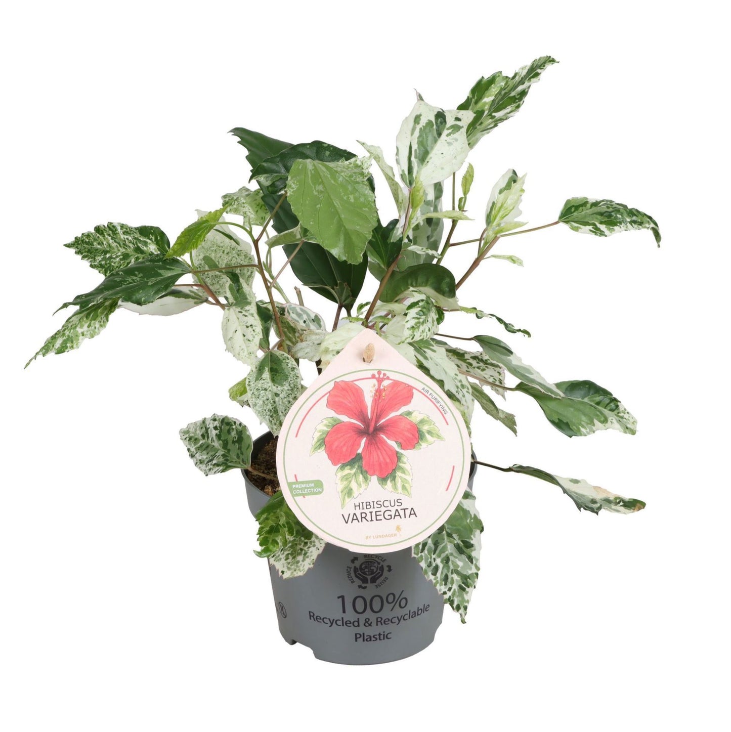 Hibiscus rosa-sinensis 30cm 12cm Pot