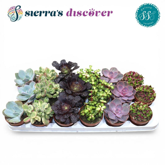 Succulent mix 12cm 8.5cm Pot