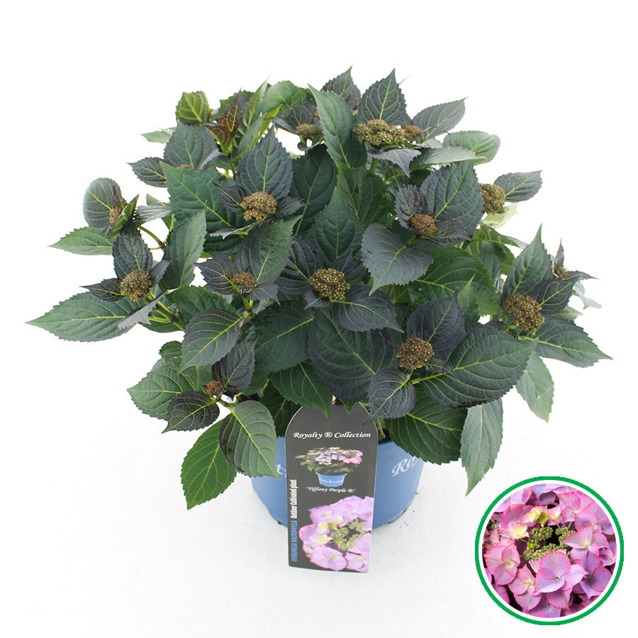 Hydrangea macr. Tiffany 45cm 23cm Pot