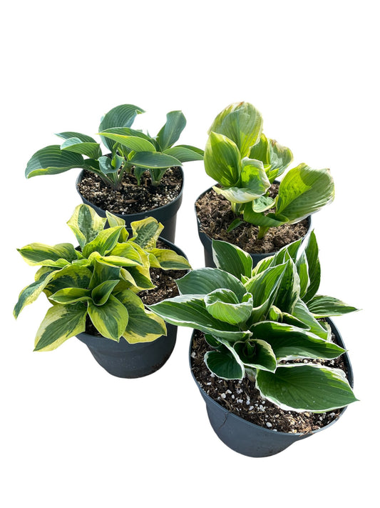 Hosta mix 35cm 21cm Pot