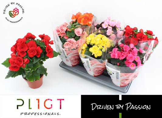 Begonia el. premium mix 31cm 14cm Pot