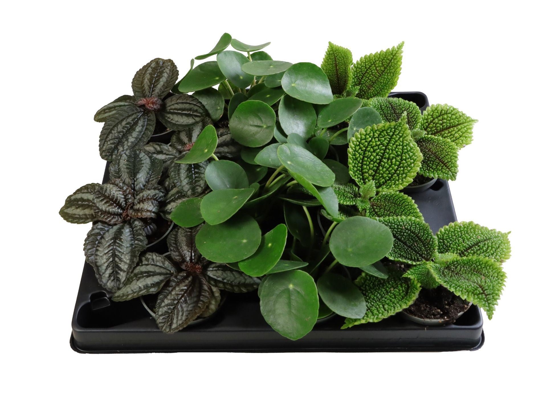 Pilea mix 1cm 6cm Pot