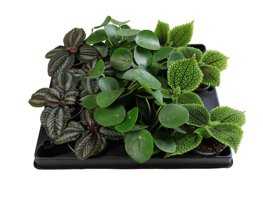 Pilea mix 1cm 6cm Pot