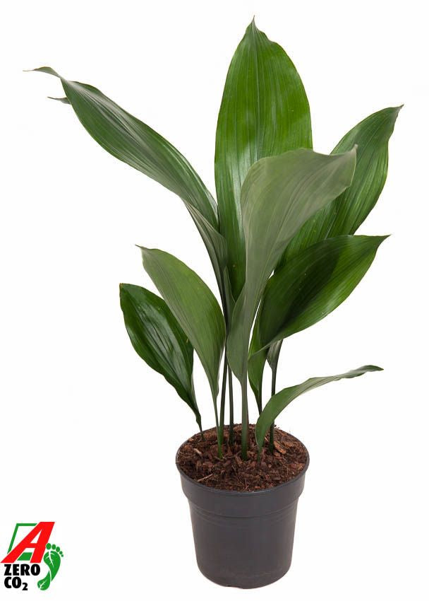Aspidistra elatior 60cm 15cm Pot