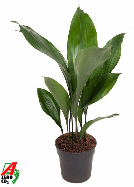 Aspidistra elatior 60cm 15cm Pot