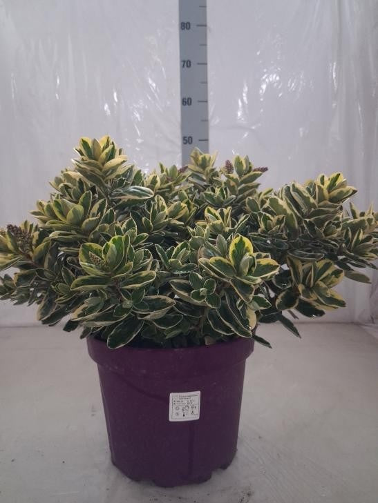 Hebe Variegata 40cm 23cm Pot