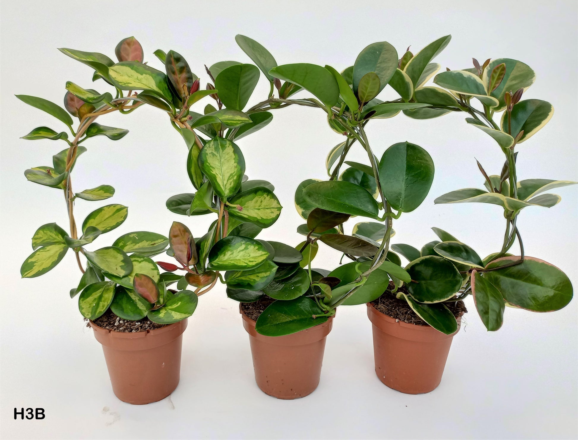 Hoya australis mix hoop 45cm 12cm Pot