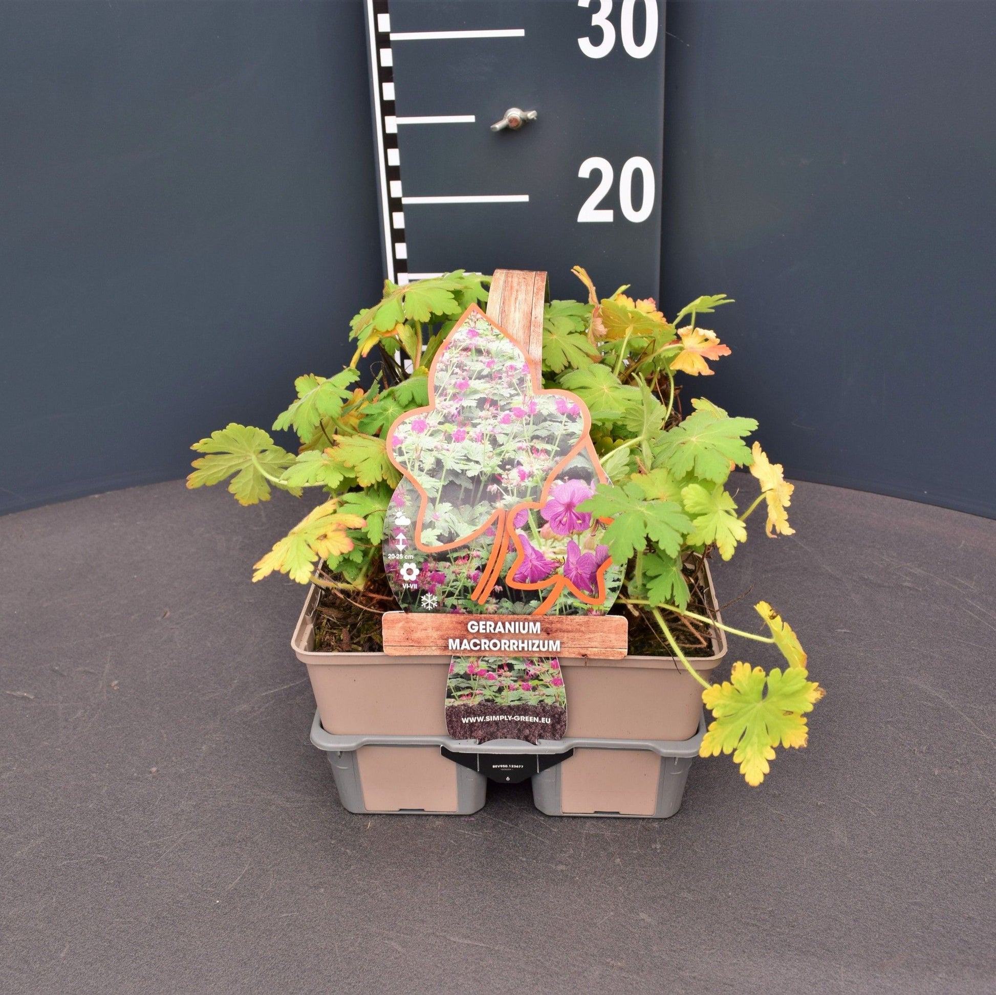 Geranium macrorrhizum 6-pack 5cm 9cm Pot