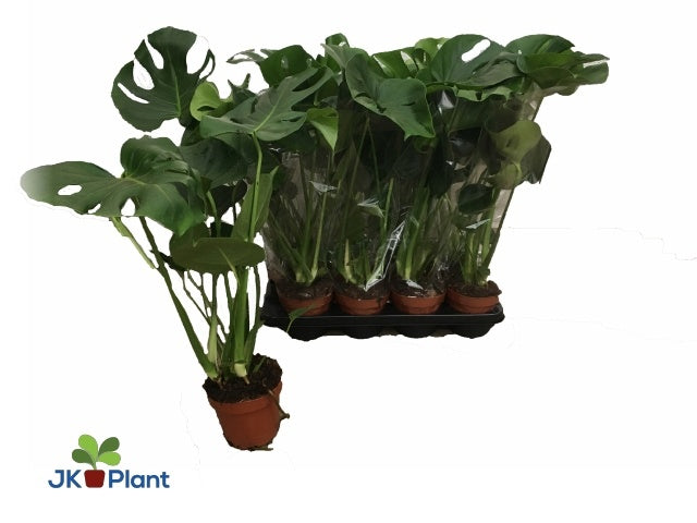 Monstera deliciosa 55cm 14cm Pot