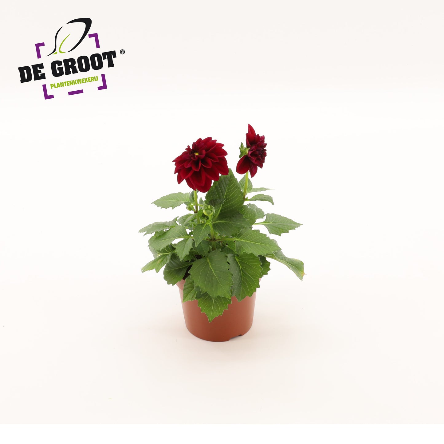 Dahlia purple 25cm 12cm Pot