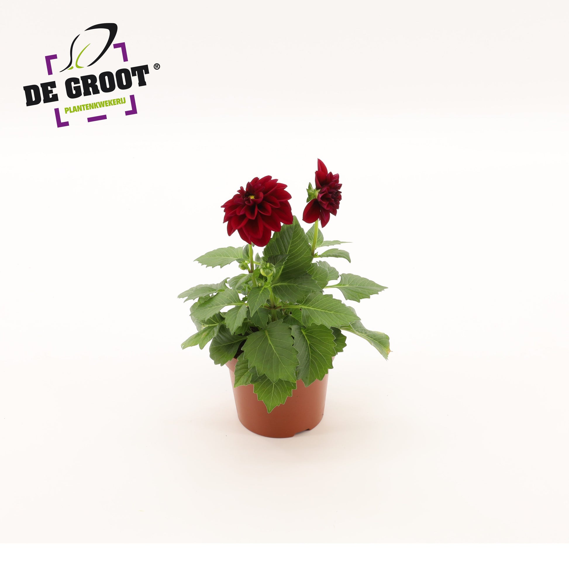Dahlia purple 25cm 12cm Pot