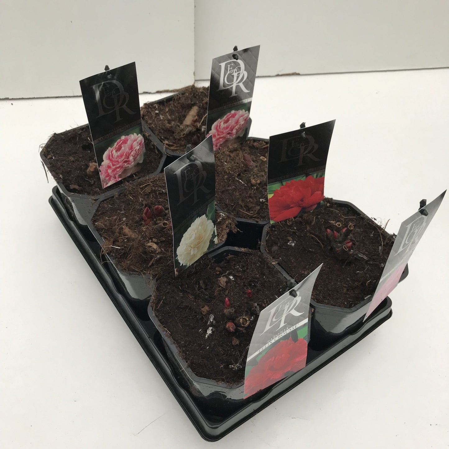 Paeonia mix 5cm 17cm Pot
