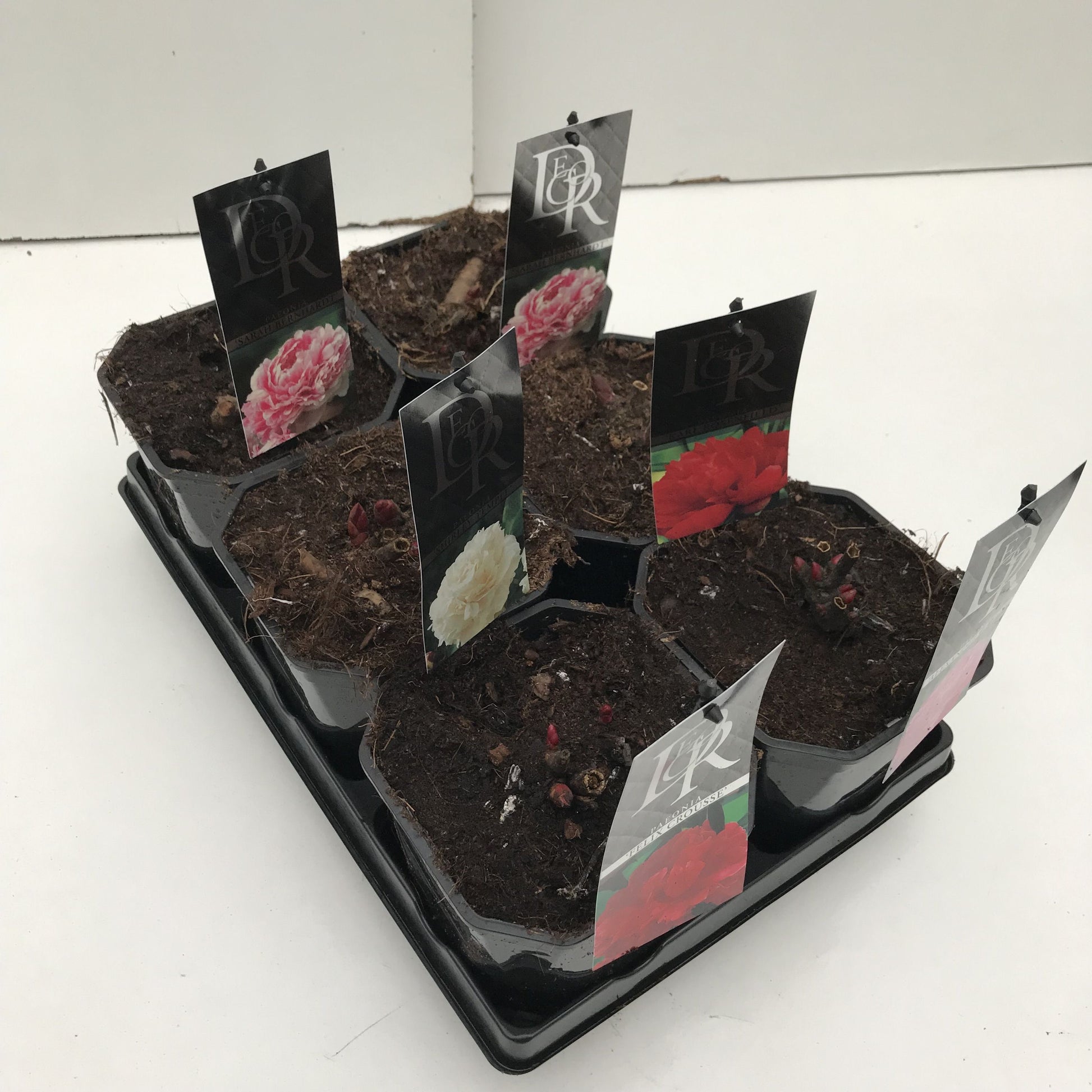 Paeonia mix 5cm 17cm Pot