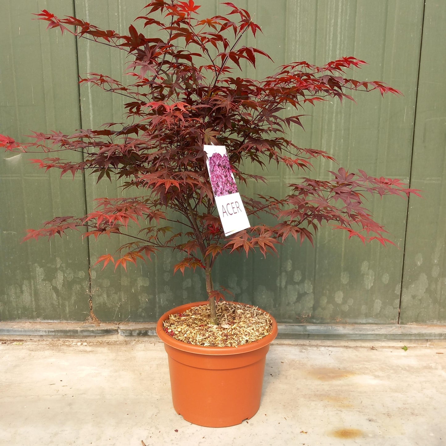 Acer palm. Bloodgood 120cm 32cm Pot