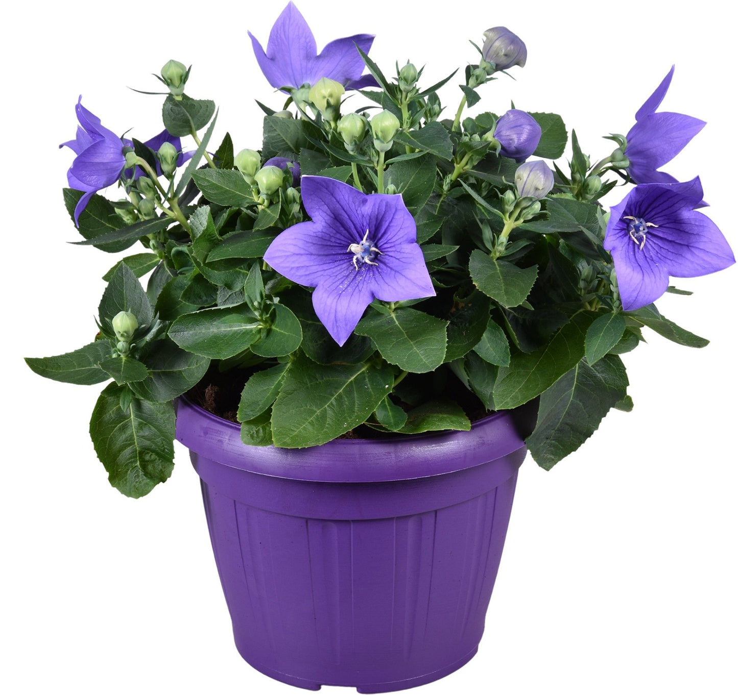Platycodon graniflorus Astra Blue 35cm 22cm Pot