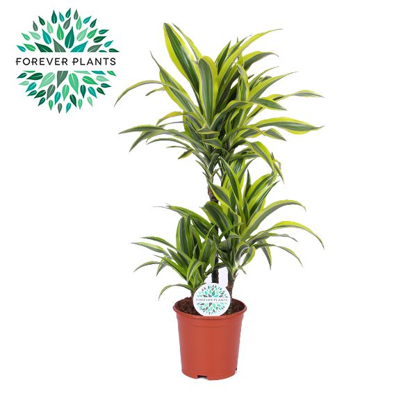 Dracaena fragrans Lemon Lime 45-15-10 90cm 21cm Pot