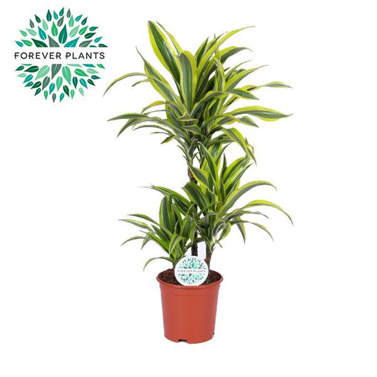 Dracaena fragrans Lemon Lime 45-15-10 90cm 21cm Pot