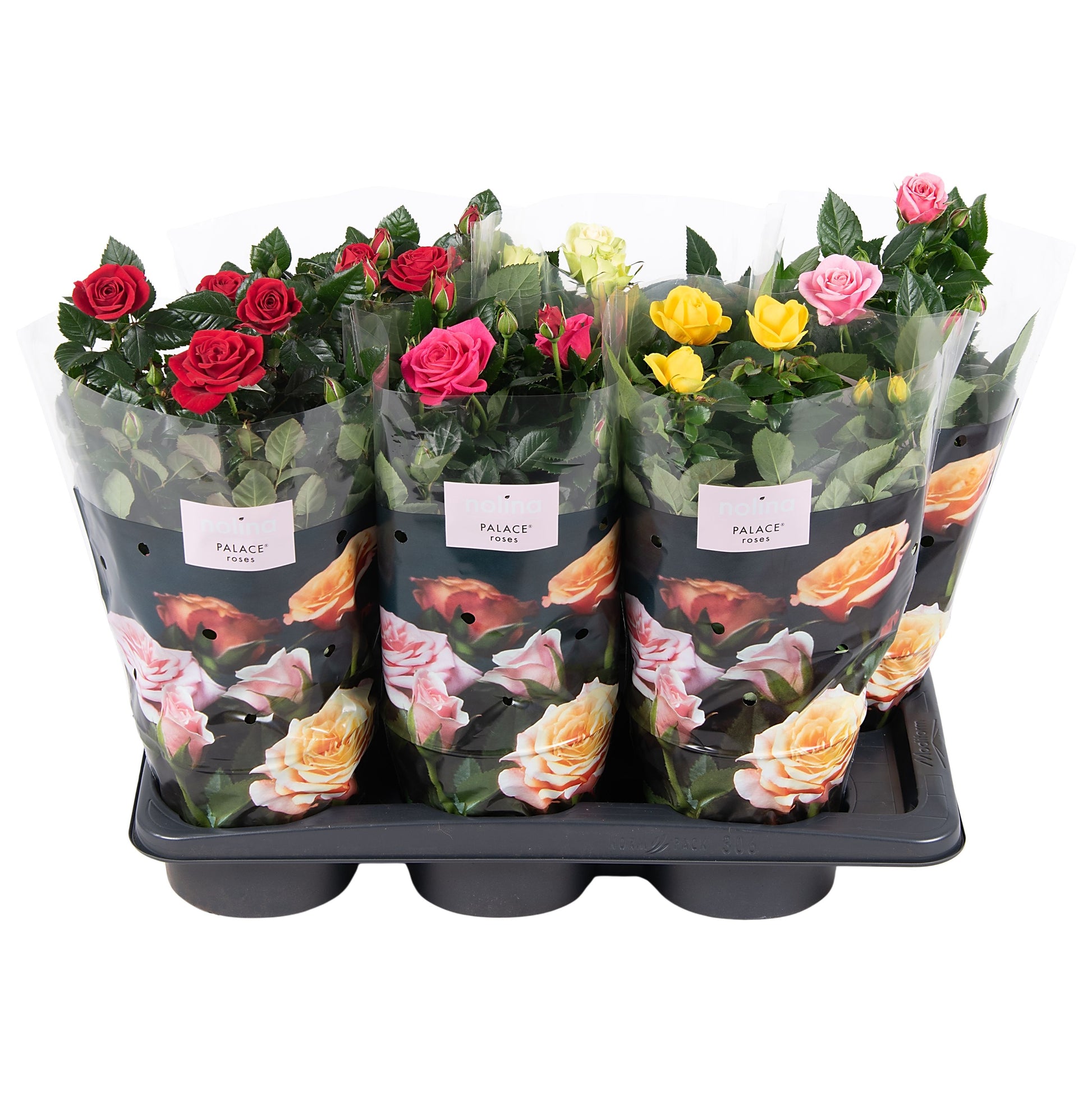 Rosa Palace mix 45cm 17cm Pot
