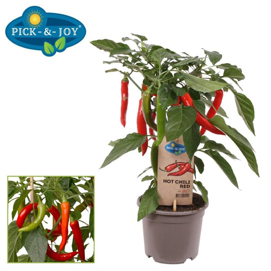 PICK&JOY Hot Chili red 45cm 14cm Pot